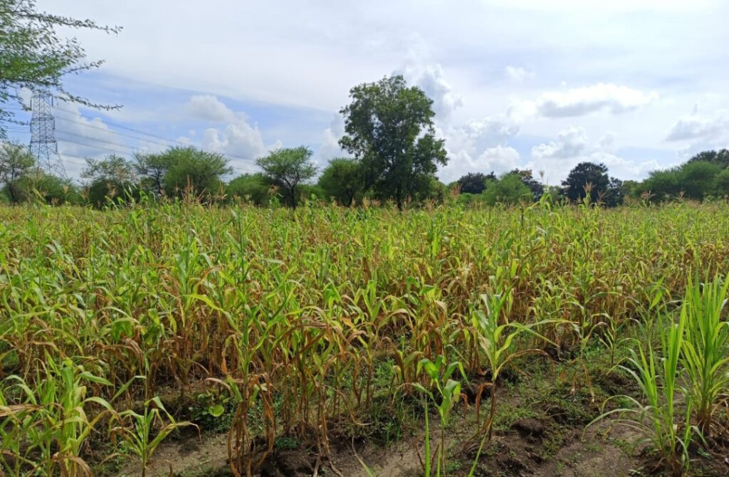 रायपुर : गौठानों में तेजी से विकसित हो रहे चारागाह  : लगभग 4500 गौठानों में 10 हजार एकड़ में हाईब्रिड नेपियर एवं हरे चारे की बुआई