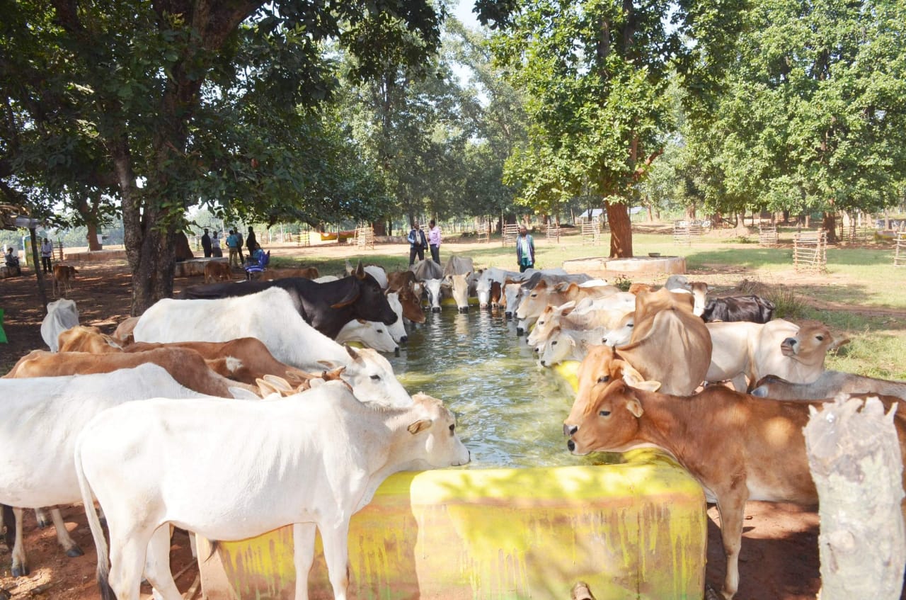 रायपुर : विशेष लेख : गोधन न्याय योजना से ग्रामीण अर्थव्यवस्था को मिलता संबल