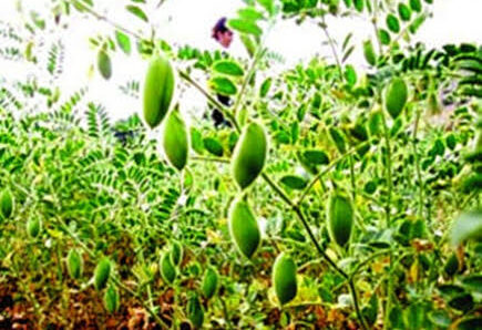 प्रदेश में 4.15 लाख हेक्टेयर में हो रही चने की खेती, औसत वृद्धि से 5 गुना से भी ज्यादा है यह बढ़ोत्तरी