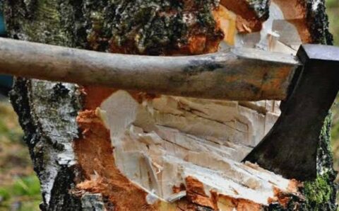 वृक्षों की कटाई के नियमों का किया गया सरल, निजी जमीन पर अनुविभागीय अधिकारी की अनुशंसा पर हो सकेगी कटाई