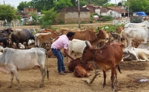 सुरक्षित है लम्पी त्वचा रोग से छतीसगढ़…