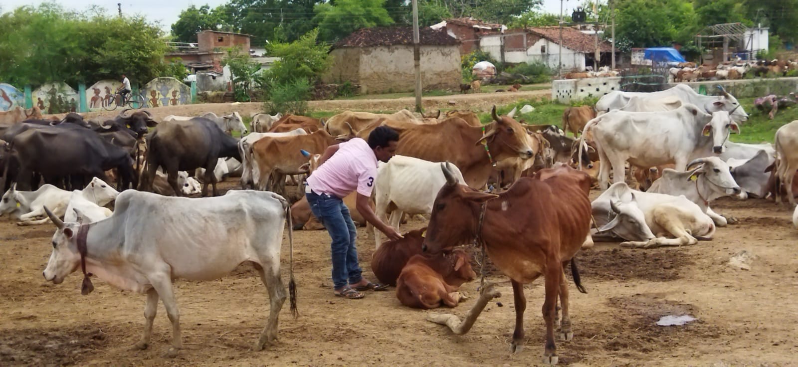 सुरक्षित है लम्पी त्वचा रोग से छतीसगढ़…