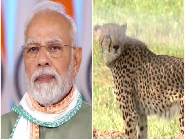 प्रधानमंत्री मोदी ने “मन की बात” में कूनो के चीतों पर देशवासियों से की चर्चा