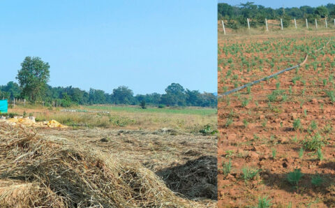 छत्तीसगढ़ में औषधीय प्रजातियों के कृषिकरण कार्य को बढ़ावा
