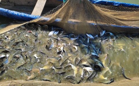 मछली पालन से बढ़ी आमदनी, सपने हो रहे पूरे