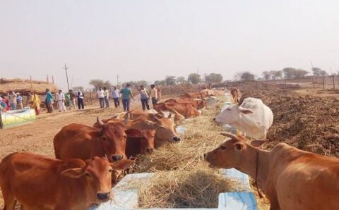 कलेक्टर नेे गौठानों में पैरादान करने किसानों से की अपील