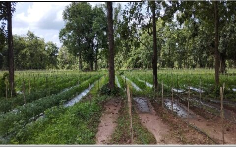 धान की खेती के बदले सब्जी की खेती में चार गुना ज्यादा लाभ