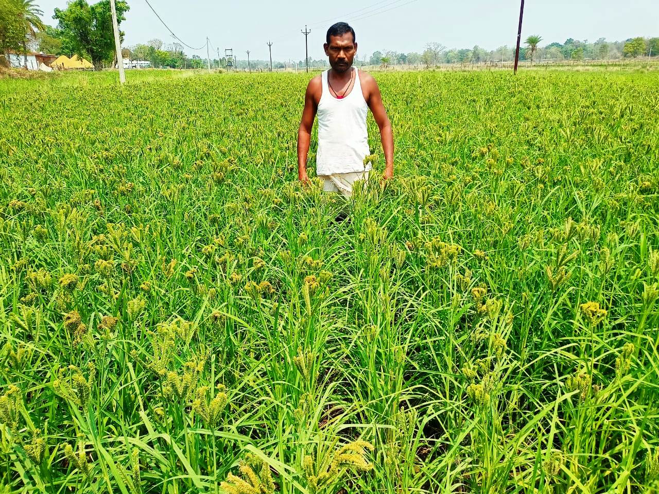 रागी बीजोत्पादन से घड़वाराम और अभिमन्यु को मिली आय की नई राह