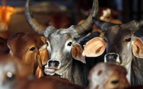 सभी मवेशियों की टैगिंग कर शत-प्रतिशत टीकाकरण पूर्ण करें