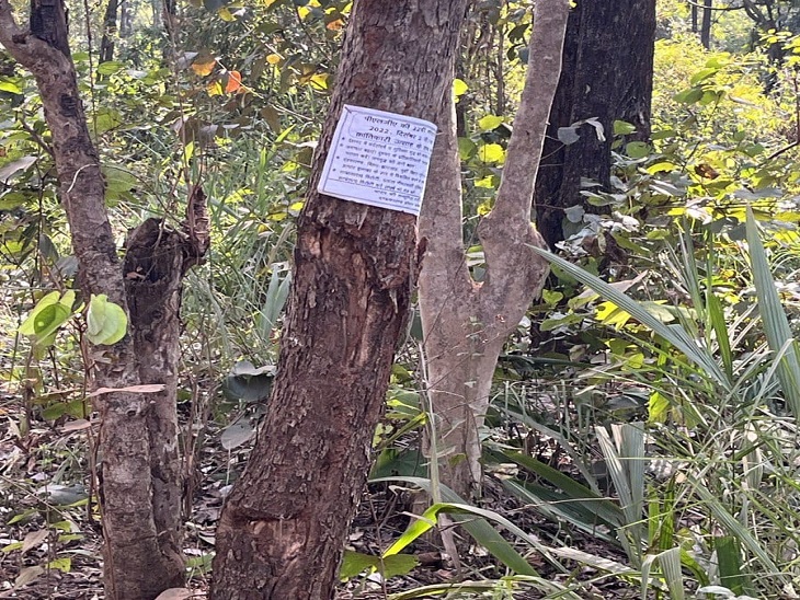 नक्सलियों की राजधानी कुतुल में सड़क समाप्त होते ही सारे नियम हो जाते हैं खत्म, फिर पेड़ों पर लटके मिलते हैं नक्सल कायदे-कानून,जानिए पूरा सच…