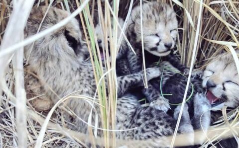मध्यप्रदेश के कूनो में चीता ने 4 शावकों को जन्म दिया,पहली खेप में नामीबिया से आई थी यह फीमेल चीता कूनो