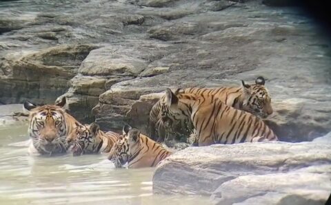 बाघिन पी 151 ने 4 शावकों के साथ की मस्ती…