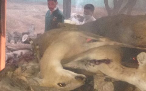जंगल सफारी में 17 चौसिंगा की मौत, पोस्टमार्टम किए बिना जला दिया सभी को…
