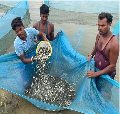 छत्तीसगढ़ का मत्स्य बीज हब बना कांकेर, उत्पादन और निर्यात के मामले में राज्य का है अग्रणी जिला