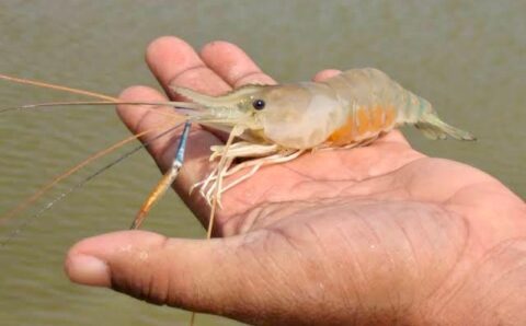 झींगा पालन में नया अध्याय लिख रहा है सुकमा जिला