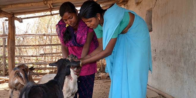 पशु सखियों को तकनीकी रूप से सक्षम बनाने दिया गया प्रशिक्षण