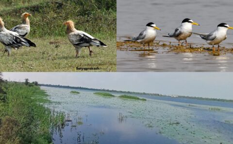 कोपरा जलाशय को मिलेगा रामसर स्थल का दर्जा