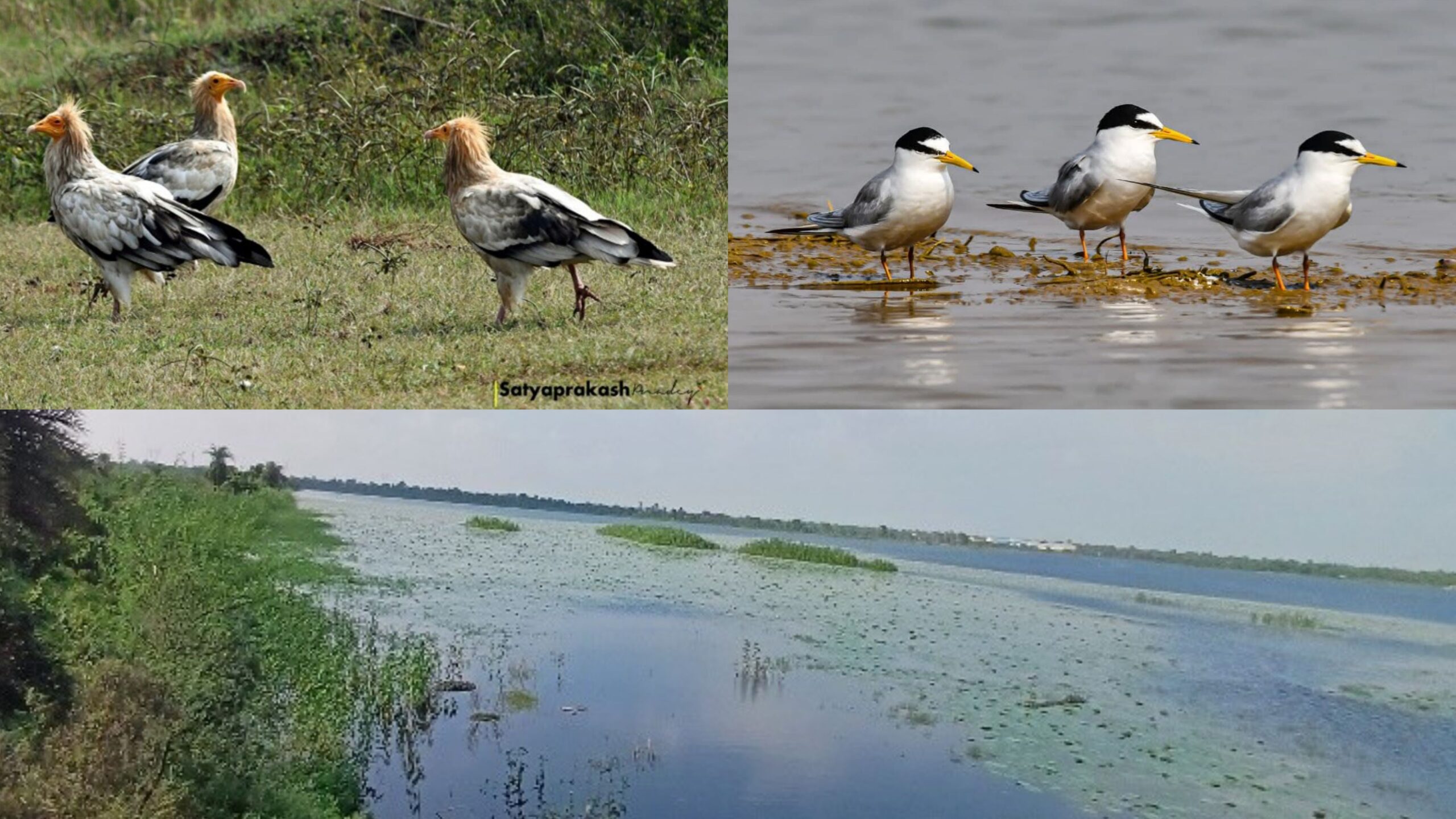 कोपरा जलाशय को मिलेगा रामसर स्थल का दर्जा
