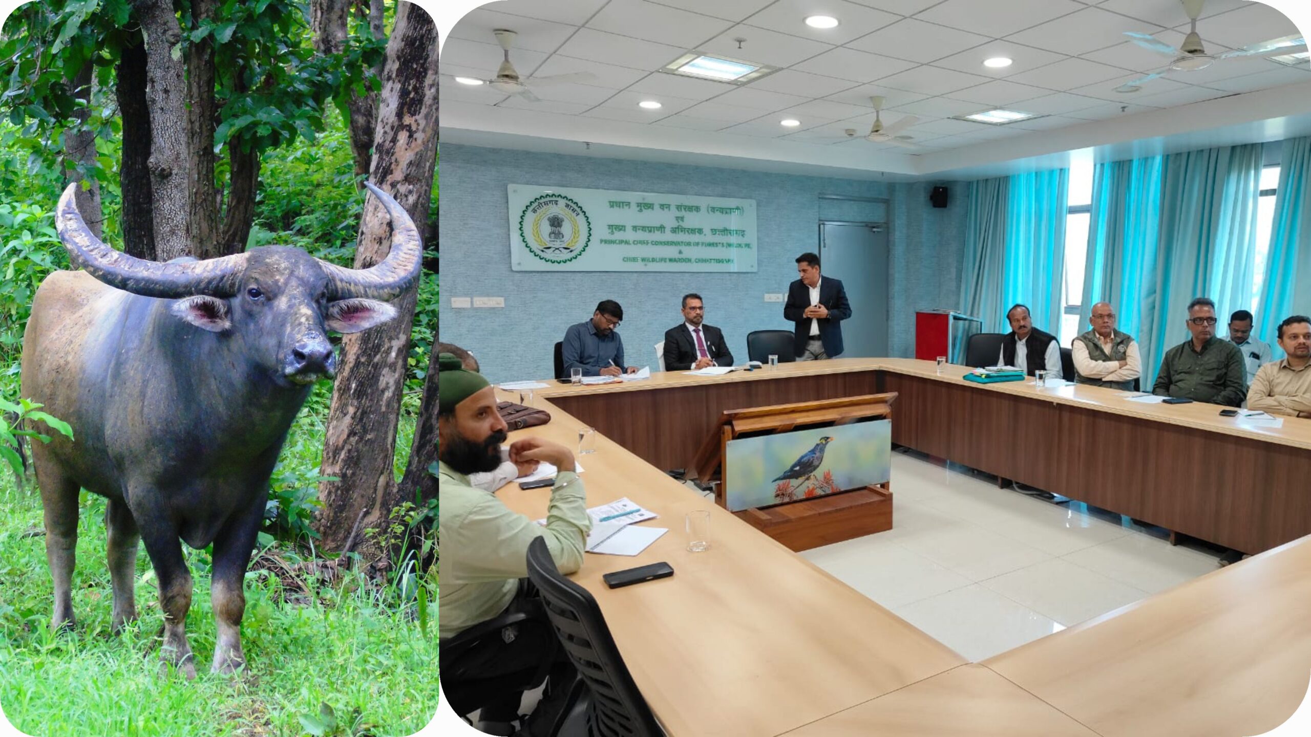 छत्तीसगढ़ में वन भैंसा संरक्षण एवं स्थानांतरण पर उच्च स्तरीय बैठक
