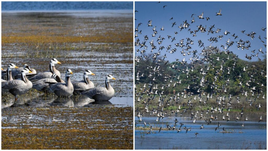 छत्तीसगढ़ का पहला रामसर साइट बना कोपरा जलाशय