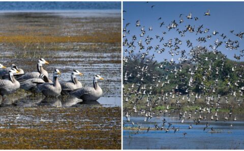 छत्तीसगढ़ का पहला रामसर साइट बना कोपरा जलाशय