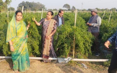 ड्रिप तकनीक से बदली खेती की तस्वीर, धान–मिर्ची की फसल से किसानो को सालाना लाखों की आमदनी