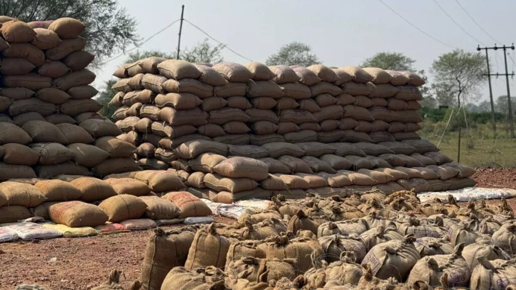 धान भंडारण में सूखत एवं कीट-जनित क्षय: वैज्ञानिक एवं स्वाभाविक प्रक्रिया