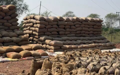 धान भंडारण में सूखत एवं कीट-जनित क्षय: वैज्ञानिक एवं स्वाभाविक प्रक्रिया