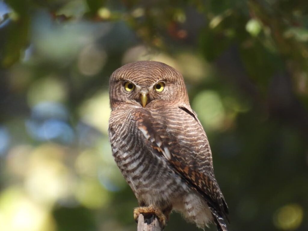 बारनावापारा अभयाण्य में “बर्ड सर्वे 2026” का आयोजन,200 से अधिक पक्षी प्रजातियों का रिकॉर्ड दर्ज