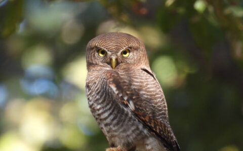 बारनावापारा अभयाण्य में “बर्ड सर्वे 2026” का आयोजन,200 से अधिक पक्षी प्रजातियों का रिकॉर्ड दर्ज