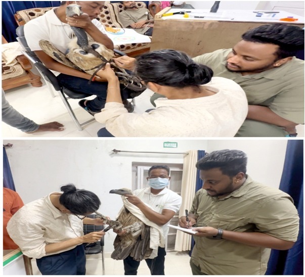 गिद्ध संरक्षण में छत्तीसगढ़ की नई उड़ान, इंद्रावती टाइगर रिजर्व बना देश का मॉडल