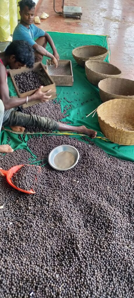 छत्तीसगढ़ में मखाना उत्पादन को प्रोत्साहन