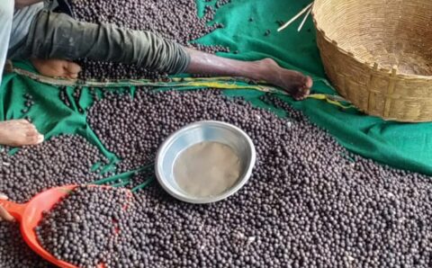 छत्तीसगढ़ में मखाना उत्पादन को प्रोत्साहन