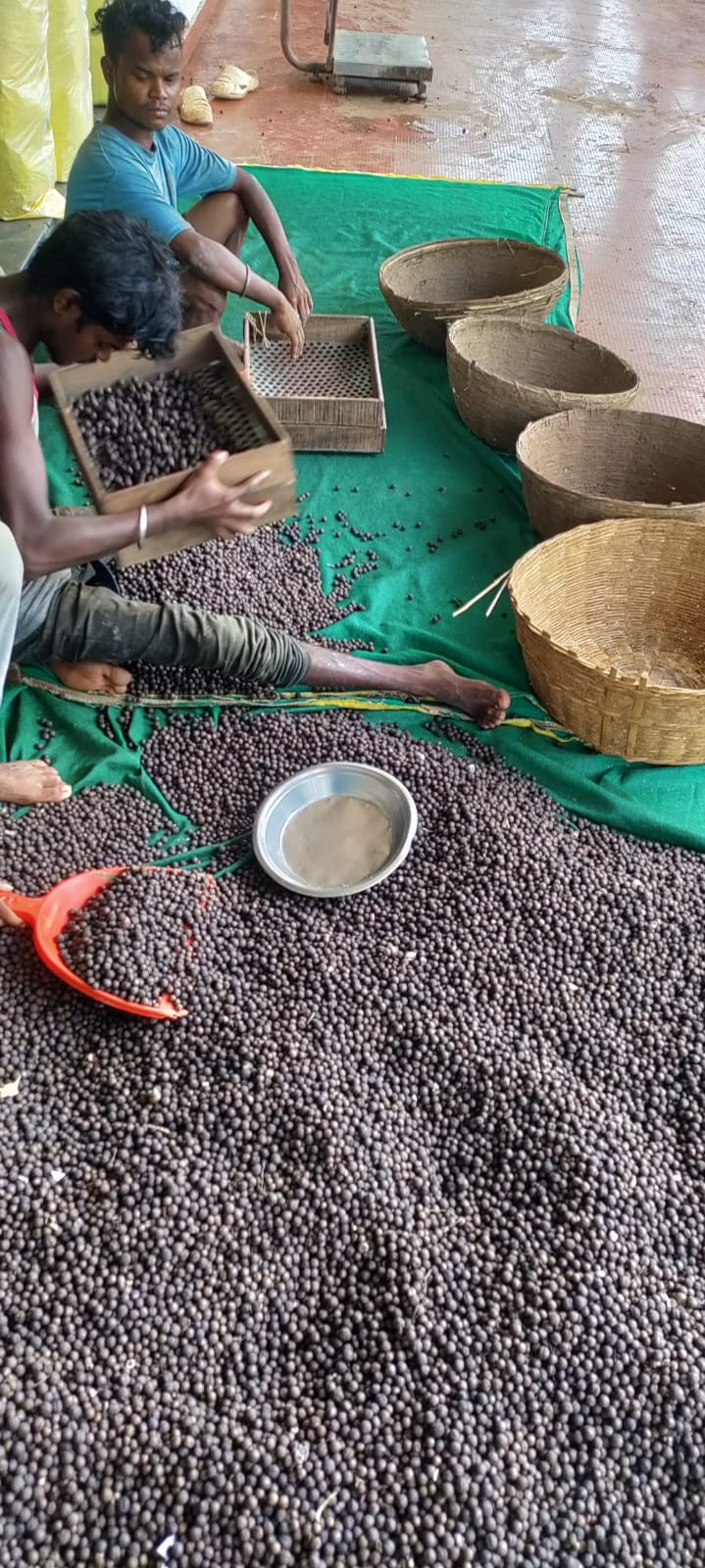 छत्तीसगढ़ में मखाना उत्पादन को प्रोत्साहन