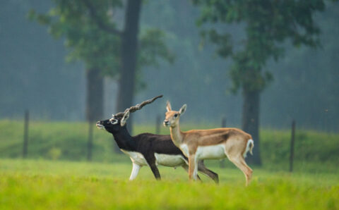 छत्तीसगढ़ का बरनवापारा अभयारण्य बना विलुप्ति के कगार पर पहुंचे काले हिरणों के पुनर्जीवन का मजबूत उदाहरण